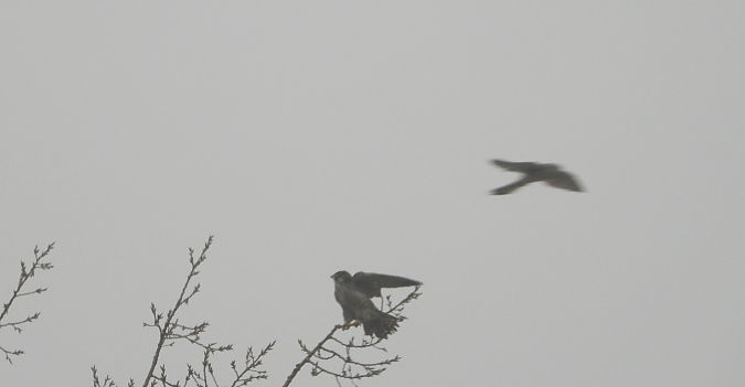 Faucon pèlerin  - Jarosław Słowikowski