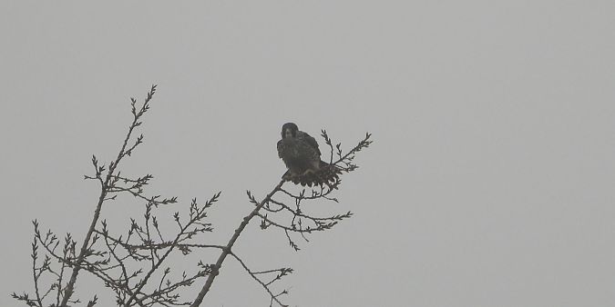 Faucon pèlerin  - Jarosław Słowikowski