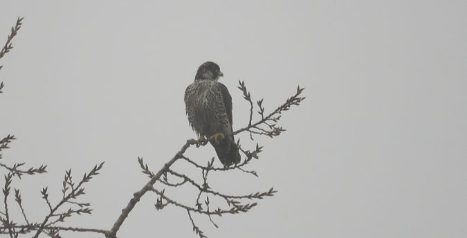 Faucon pèlerin  - Jarosław Słowikowski