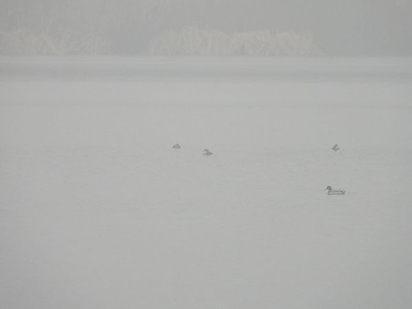 szlachar  - Jarosław Słowikowski