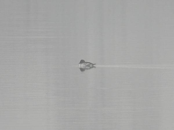 gągoł  - Jarosław Słowikowski