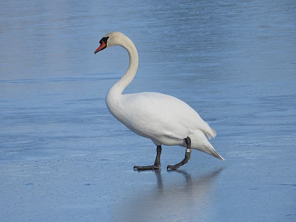 Mute Swan  - Jarosław Słowikowski