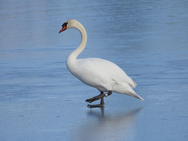 Cygne tuberculé  - Jarosław Słowikowski