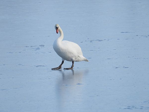 łabędź niemy  - Jarosław Słowikowski