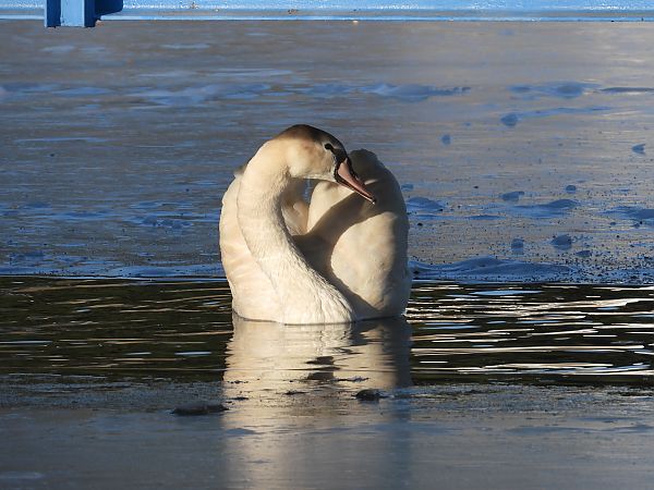 Cygne tuberculé  - Jarosław Słowikowski