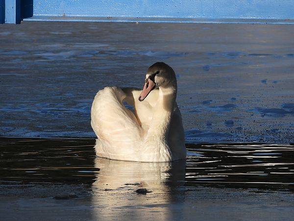 łabędź niemy  - Jarosław Słowikowski