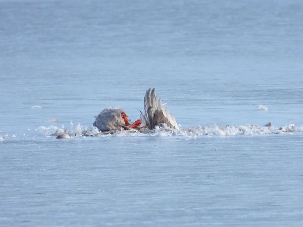 Cygne tuberculé  - Jarosław Słowikowski