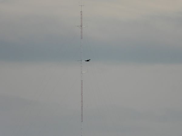 Pygargue à queue blanche  - Jarosław Słowikowski