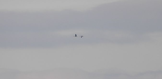 żuraw  - Jarosław Słowikowski