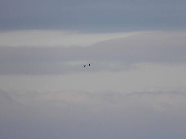 Grue cendrée  - Jarosław Słowikowski