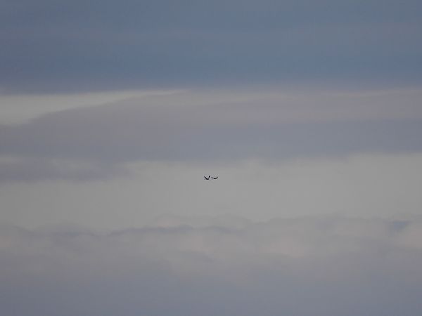 Grue cendrée  - Jarosław Słowikowski