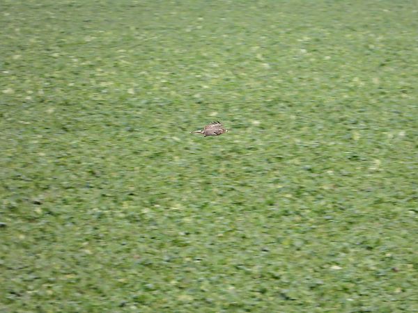 Mäusebussard  - Jarosław Słowikowski