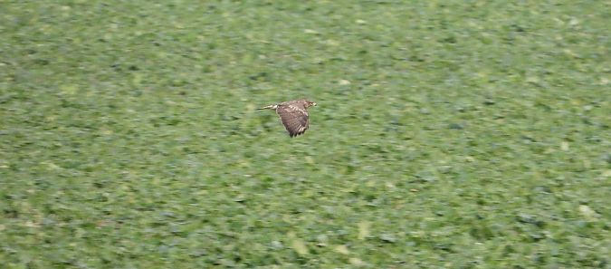 Buse variable  - Jarosław Słowikowski