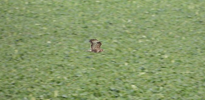 myszołów  - Jarosław Słowikowski