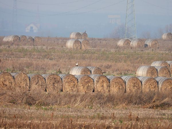 Common Buzzard  - Jarosław Słowikowski