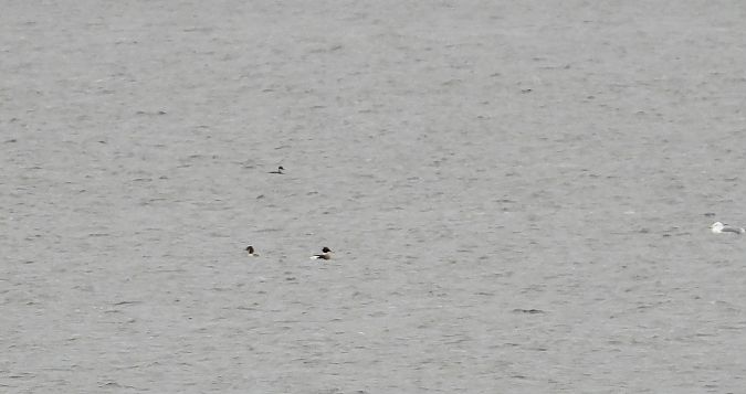 szlachar  - Jarosław Słowikowski