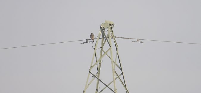 pustułka  - Jarosław Słowikowski