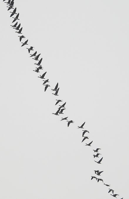 gęsi północne A.albifrons/fabalis/serrirostris  - Jarosław Słowikowski