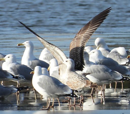 Yellow-legged Gull  - Jarosław Słowikowski