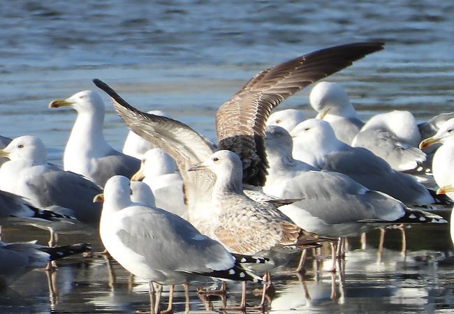 Goéland leucophée  - Jarosław Słowikowski