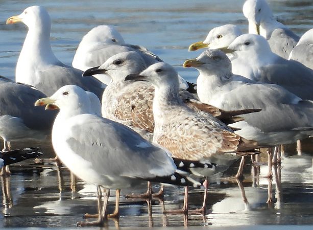 Goéland leucophée  - Jarosław Słowikowski