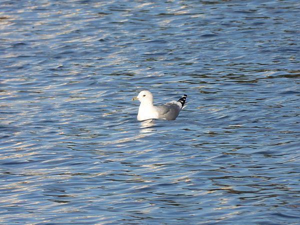 mewa siwa  - Jarosław Słowikowski