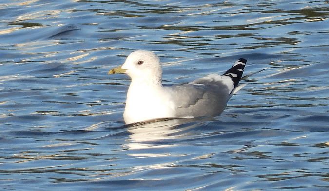 mewa siwa  - Jarosław Słowikowski