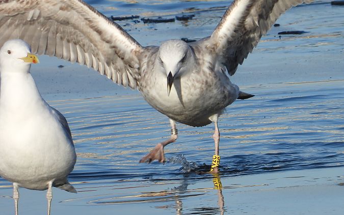 Goéland argenté, pontique ou leucophée  - Jarosław Słowikowski