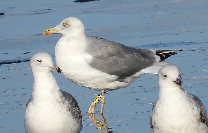 Goéland argenté, pontique ou leucophée  - Jarosław Słowikowski