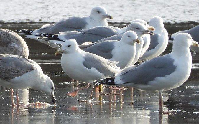 mewa srebrzysta / białogłowa / romańska 