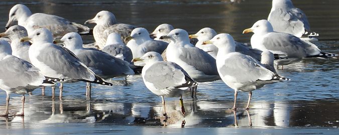 mewa srebrzysta / białogłowa / romańska  - Jarosław Słowikowski