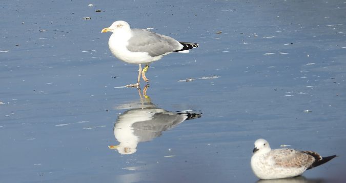 Silber-_oder_Mittelmeer-_oder_Steppenmöwe  - Jarosław Słowikowski