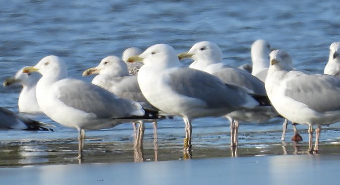 mewa srebrzysta / białogłowa / romańska  - Jarosław Słowikowski