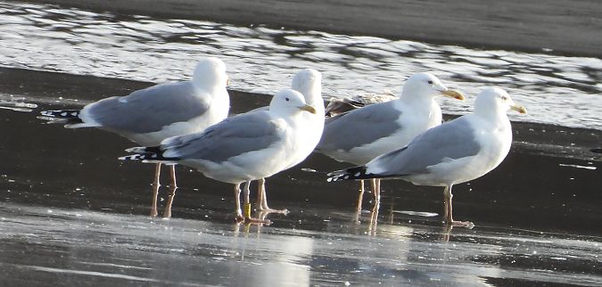 Goéland argenté, pontique ou leucophée  - Jarosław Słowikowski