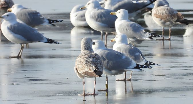 mewa srebrzysta / białogłowa / romańska 