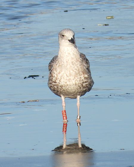 mewa srebrzysta / białogłowa / romańska  - Jarosław Słowikowski