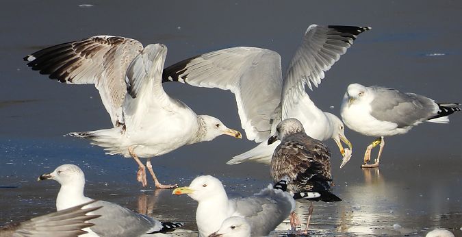 Goéland argenté, pontique ou leucophée  - Jarosław Słowikowski