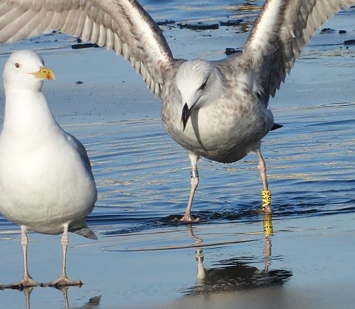 mewa srebrzysta / białogłowa / romańska  - Jarosław Słowikowski