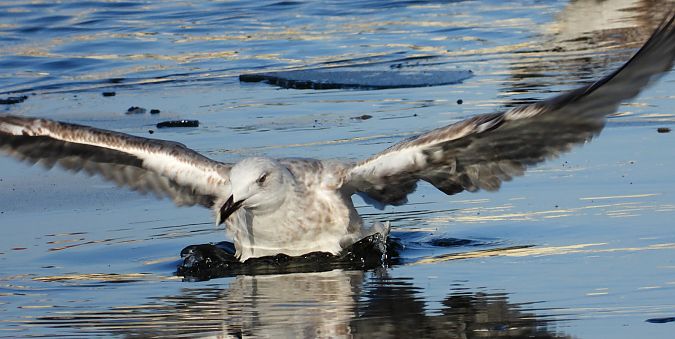 Goéland argenté, pontique ou leucophée  - Jarosław Słowikowski