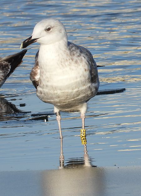 Goéland argenté, pontique ou leucophée  - Jarosław Słowikowski