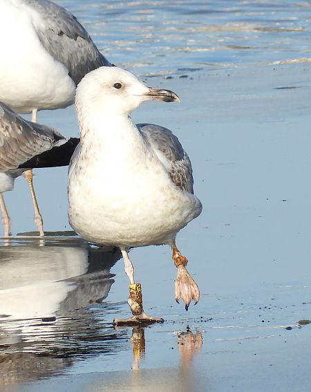 Goéland argenté, pontique ou leucophée  - Jarosław Słowikowski