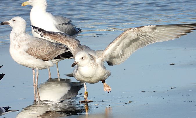 mewa srebrzysta / białogłowa / romańska  - Jarosław Słowikowski