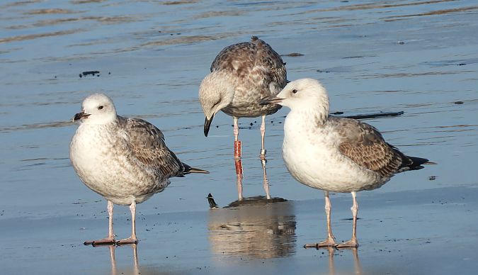 Goéland argenté, pontique ou leucophée  - Jarosław Słowikowski