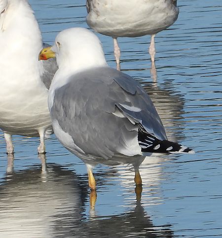 Goéland argenté, pontique ou leucophée  - Jarosław Słowikowski
