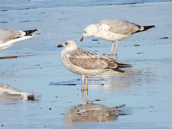 Goéland argenté, pontique ou leucophée  - Jarosław Słowikowski