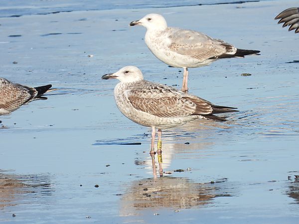 mewa srebrzysta / białogłowa / romańska  - Jarosław Słowikowski