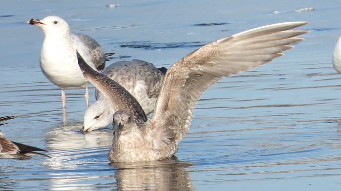 mewa srebrzysta / białogłowa / romańska  - Jarosław Słowikowski