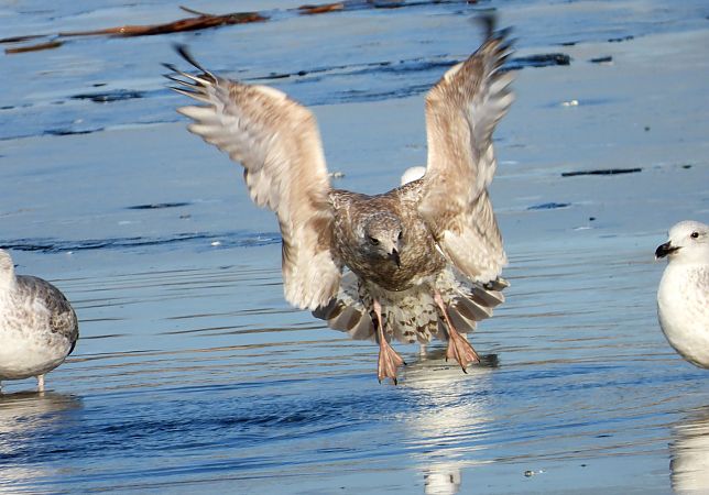 Goéland argenté, pontique ou leucophée  - Jarosław Słowikowski