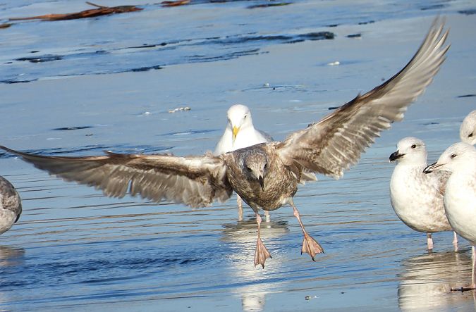 mewa srebrzysta / białogłowa / romańska  - Jarosław Słowikowski