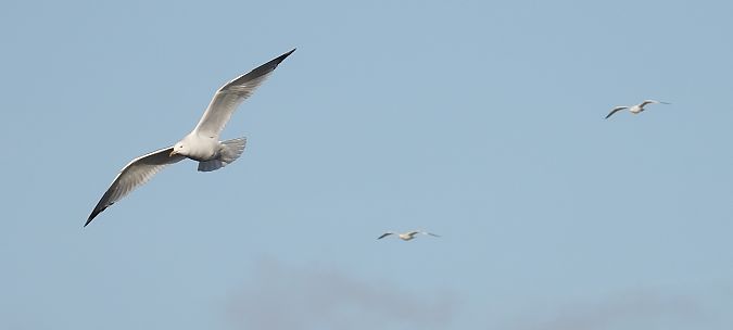 Goéland argenté, pontique ou leucophée  - Jarosław Słowikowski